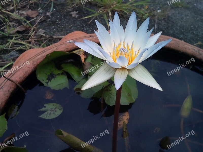 Lotus Leaf Lotus Water Plants Flowers Lotus Lake