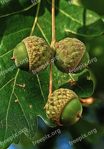 Oak Acorns Fruit Leaves Nut