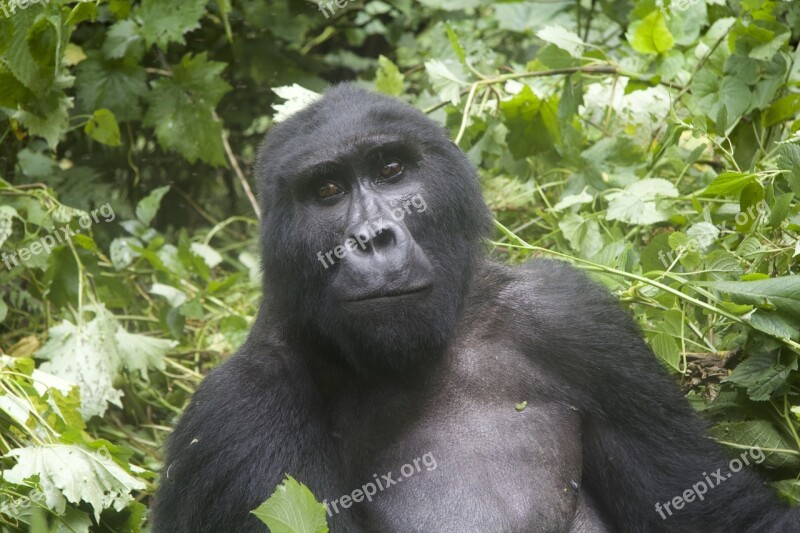 Gorilla Wildlife Uganda Posing National Park