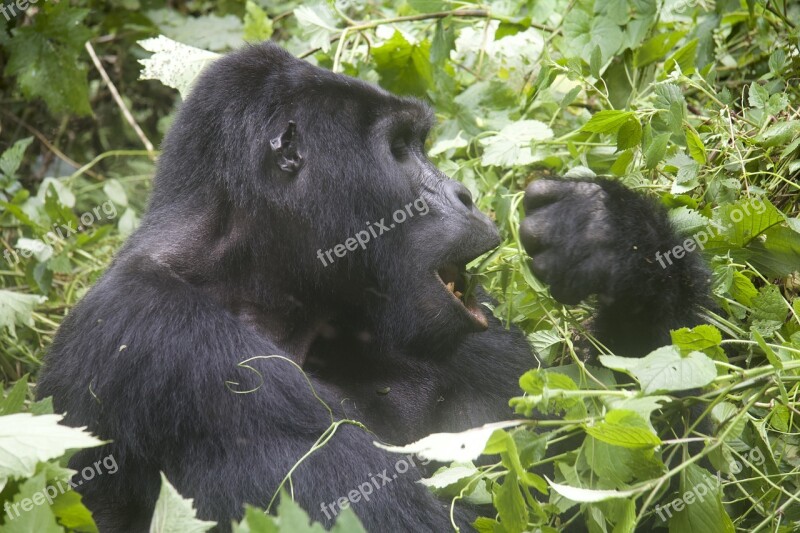 Gorilla Wildlife Animals Monkey Eat