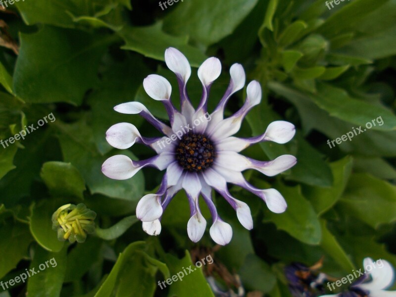 Cape Basket Nature Flower Bornholm Marguerite Bloom