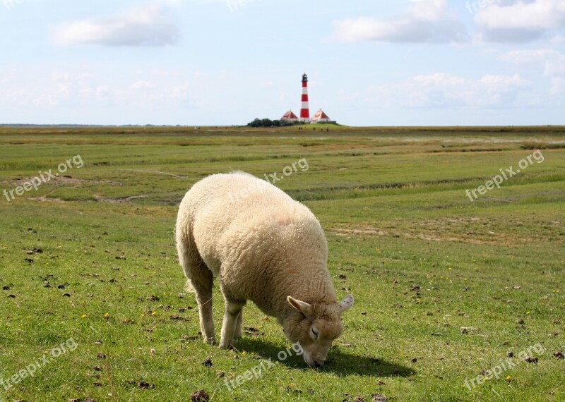 Sheep Meadow Lighthouse Westerhever Nature