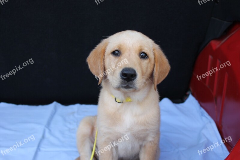 Hybrid Labrador Golden Retriver Free Photos