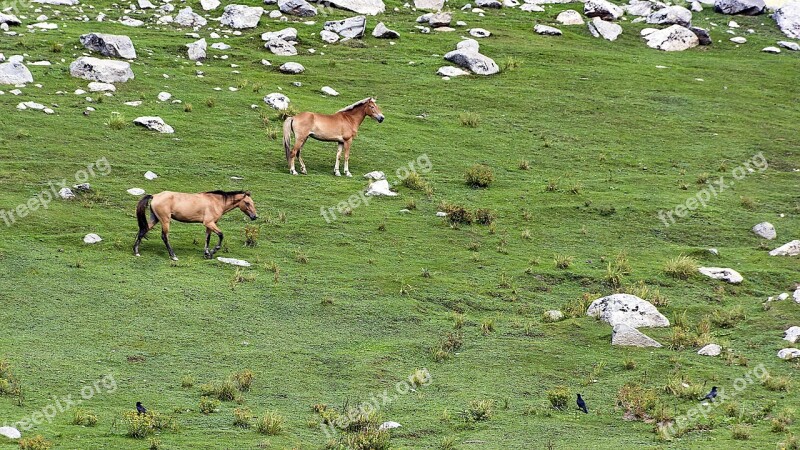 Jahanbanda Meadows Kumrat Valley Upperdir