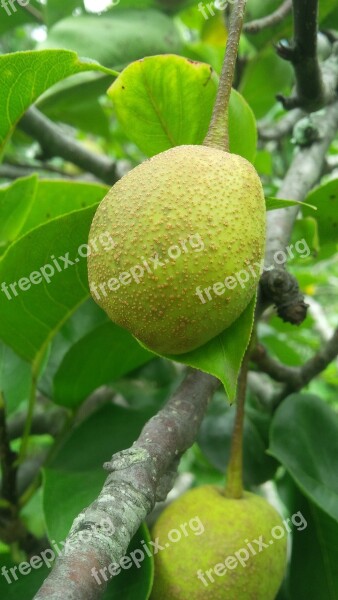 Pear Natural Fruit Munnar Garden