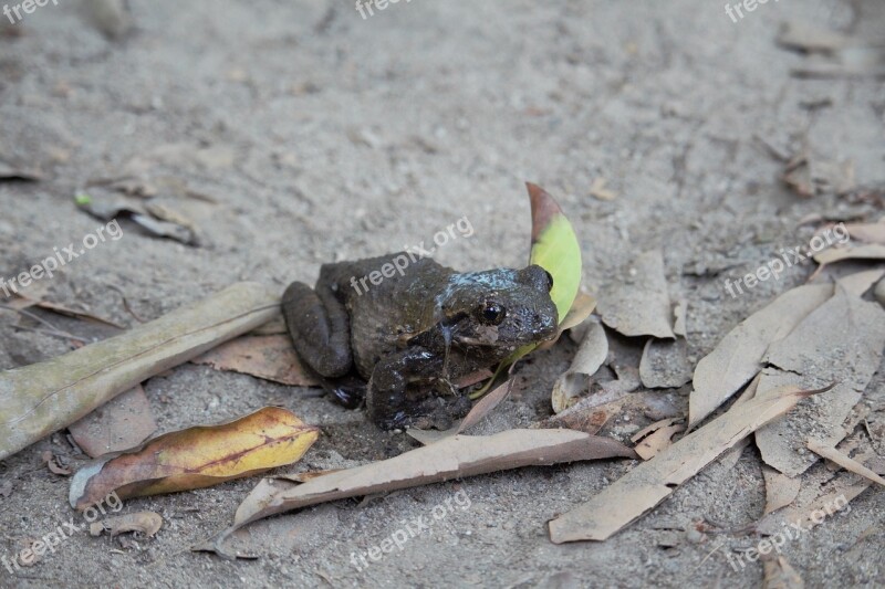 Toad Close Up Animal Frog Amphibian