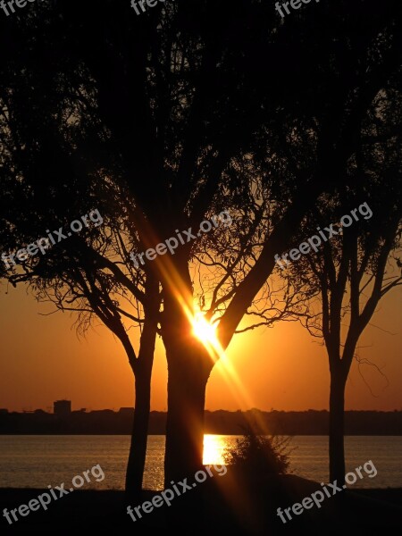 Sunset Tree Radius Flash Orange