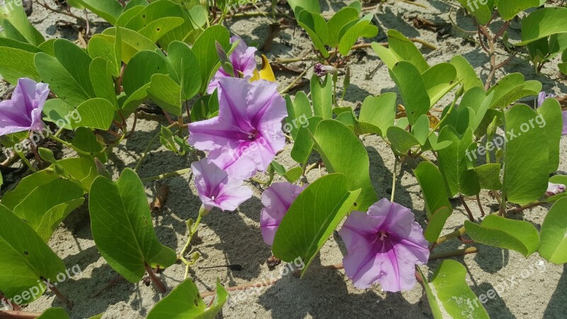 Purple Flower Flowers Left Ground Petals