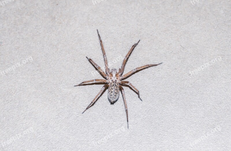 Spider Animal Nature Insect Creepy