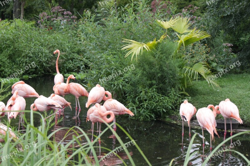 Flamingo Flaminco Animal Zoo Zoolagico