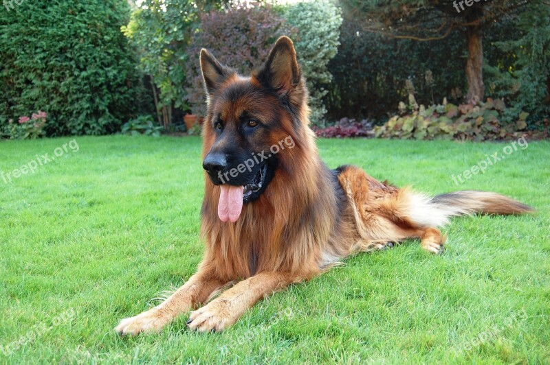 German Shepherd Friend Dog Long-haired Grass