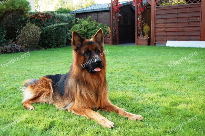 German Shepherd Friend Dog Long-haired Grass