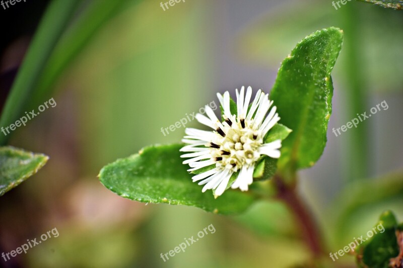 Tiny Flower Wildflower White Bloom Macro