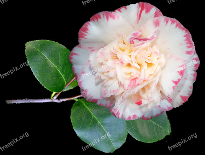 Camellia Flower Stem Spring Bloom