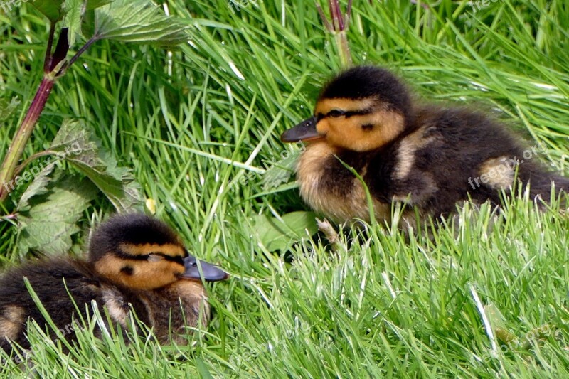 Chicks Ducks Cute Ducklings Water Bird