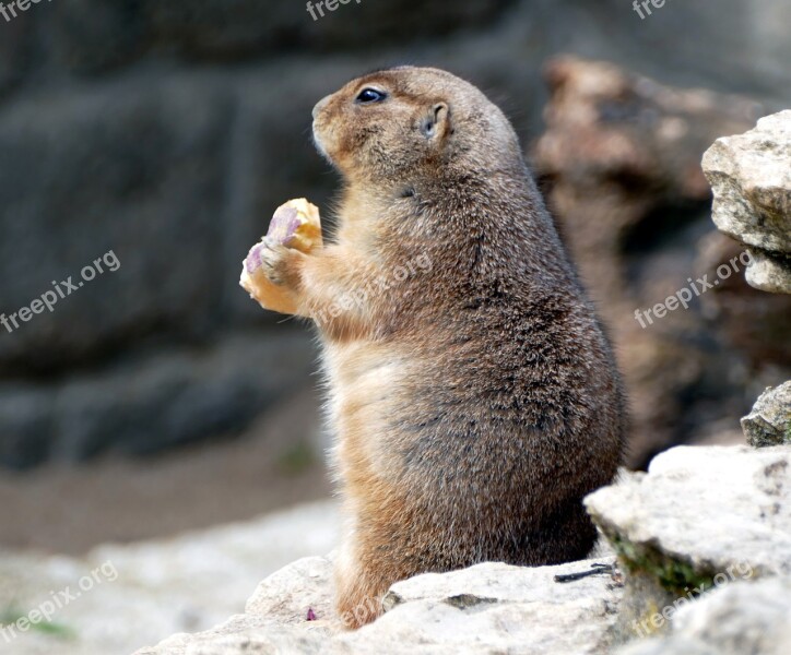 Prairie Dog Zoo Animal Nature Rodent