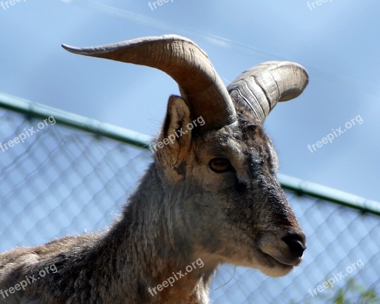 Bock Mane Springer Zoo Animals Goat