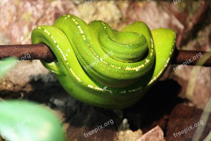 Snake Animal Reptile Green Terrarium