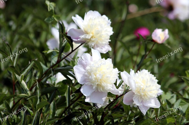 Peonies Flowers Bloom White Flowers Plant