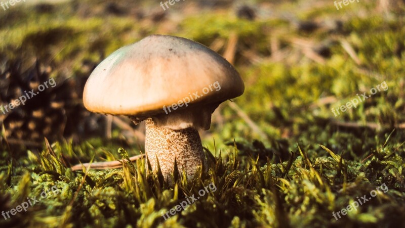 Mushroom Plant Forest Nature Moss