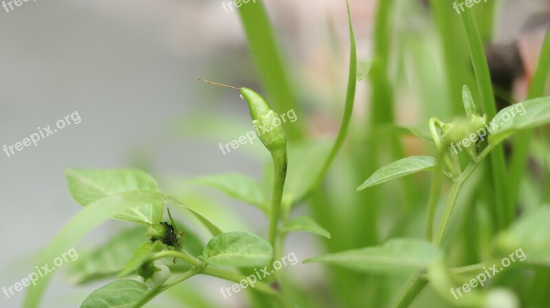 Green Chilli Vegetables Free Photos