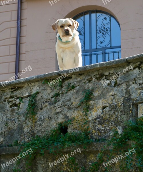 Guard Dog Supervisor Dog Watch Guard