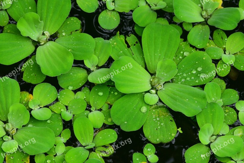 Brandy Bottle Water Lotus Aquatic Plants Green Free Photos