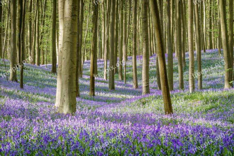 Belgium Flower Spring Color Outdoor