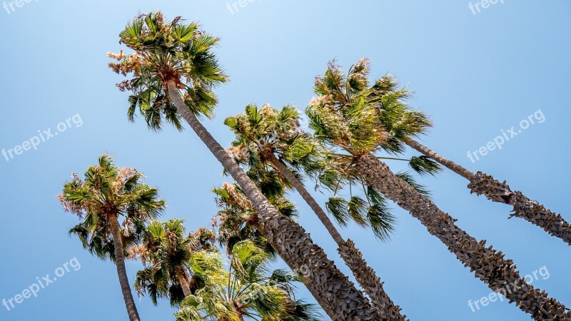 Long Beach Tree Palmtree Tropical Vacation