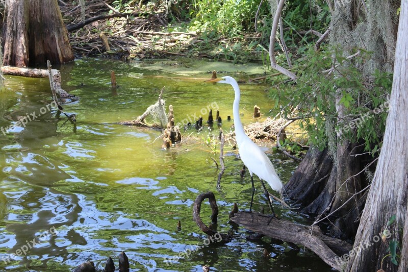 Egret Circle Be Reserve Lakeland Florida Water