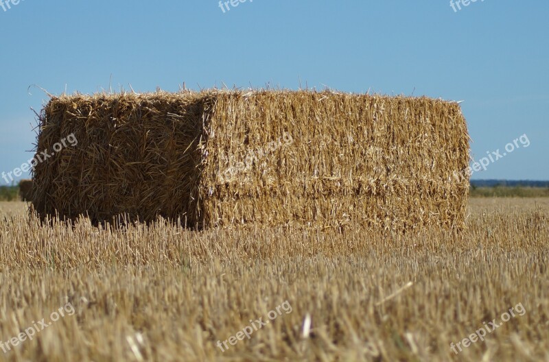 Straw Bales Square Pressed Straw Agriculture