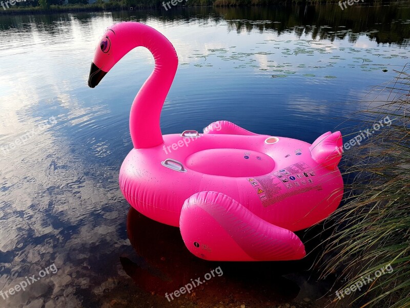 Flamingo Pink Lake Swim Summer