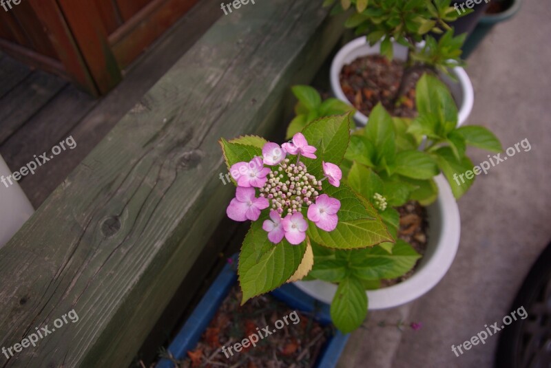 Hydrangea Church Potted Plant Free Photos