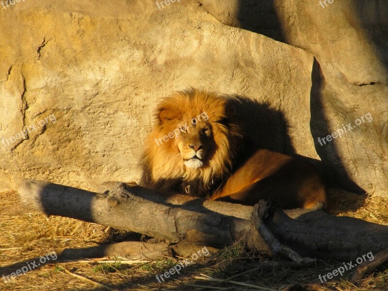 Lion Male Sunset Shadows Resting