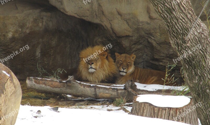 Lion Lioness Male Female Felines