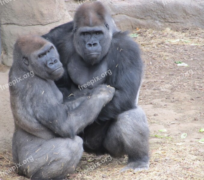 Gorillas Primates Apes Male Female