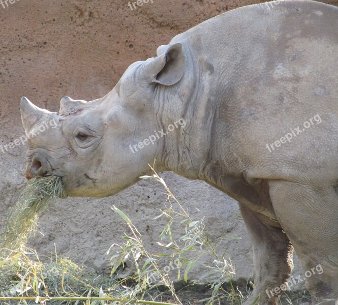 Rhino Rhinoceros Eating Zoo Wildlife