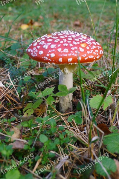 Fly Agaric Autumn Forest Autumn Forest Leaves