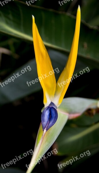 Bird Of Paradise Flower Flower Petals Sun Lit Garden