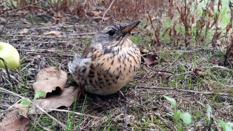 Birds Socket Chicks Bird's Nest Thrush