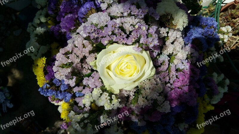 Flowers Colors White Violet Yellow