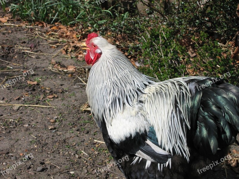 Rooster Chicken Poultry Chicken Farm Spring