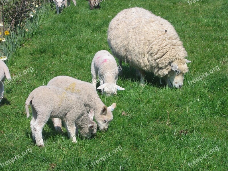 Sheep Lambs Spring Ewe Green