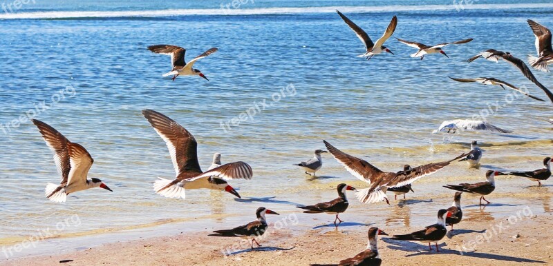 Sea Bird American Black Skimmer Peak Scissors Seagulls Shore Beach