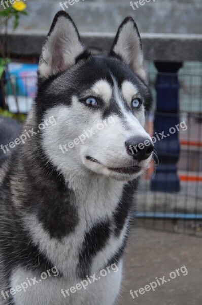 Dog Husky Pet Free Photos