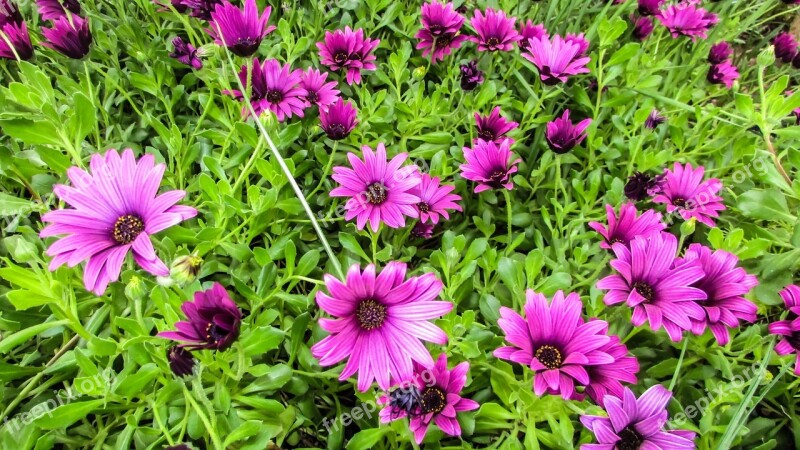 Daisies Flowers Colorful Purple Beautiful