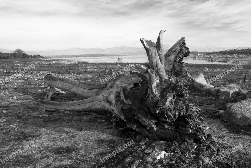 Black And White Tree Nature Water River