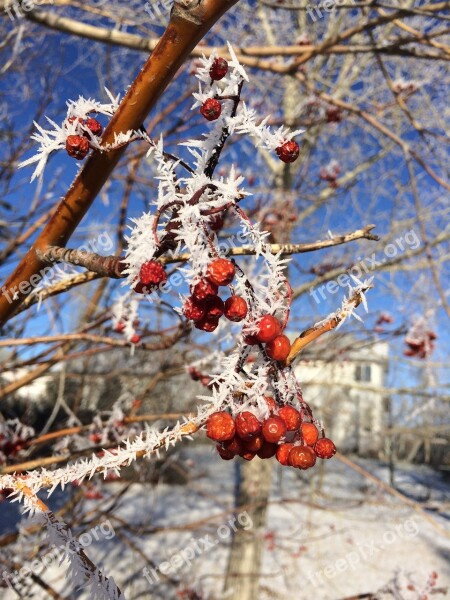 Winter Berries Berry Red White