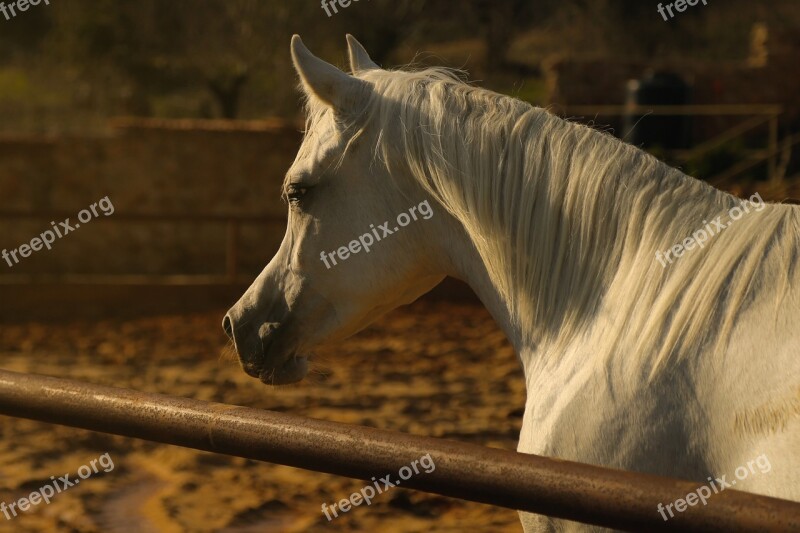 Arab Horse Animal White Fur Free Photos