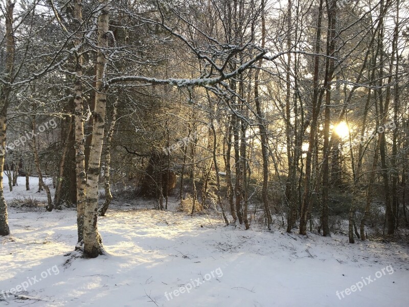 Winter Snow Tress Nature Cold